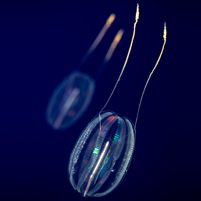 A sea gooseberry drags long, frilly tentacles to catch prey