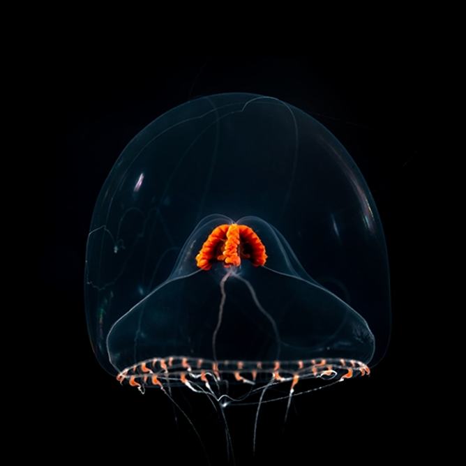 Transparent snow globe jelly in dark water