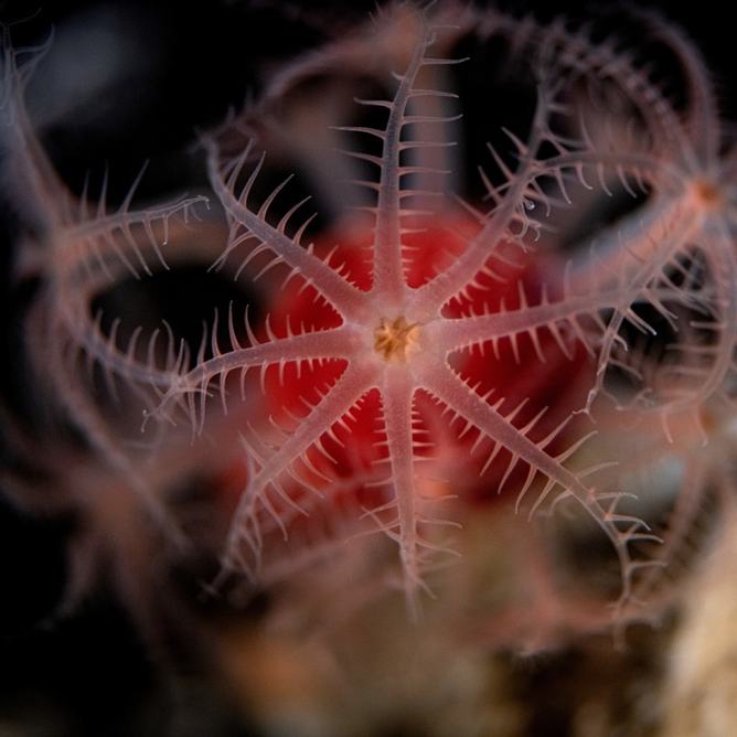 Mushroom soft coral on the seafloor