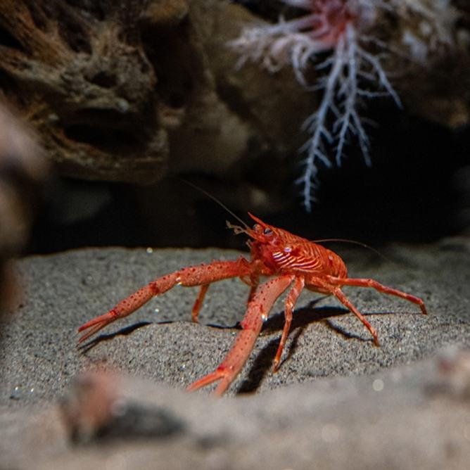 A squat lobster on the sandy seafloor