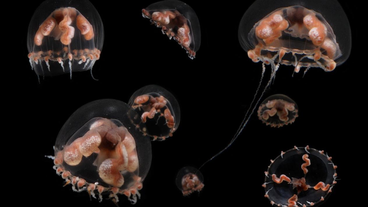 A group of wigdroid jellies in dark water