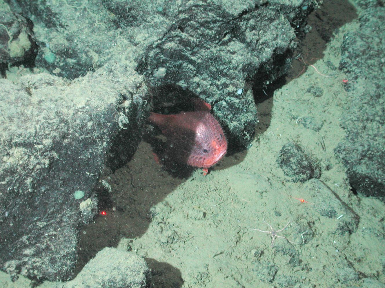 Deep-sea anglerfish | Monterey Bay Aquarium