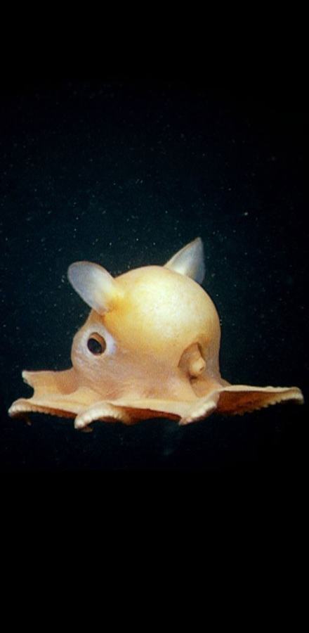 Flapjack octopus in deep dark water