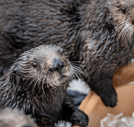 Close-up of sea otter Willow and a pup, both looking toward the camera