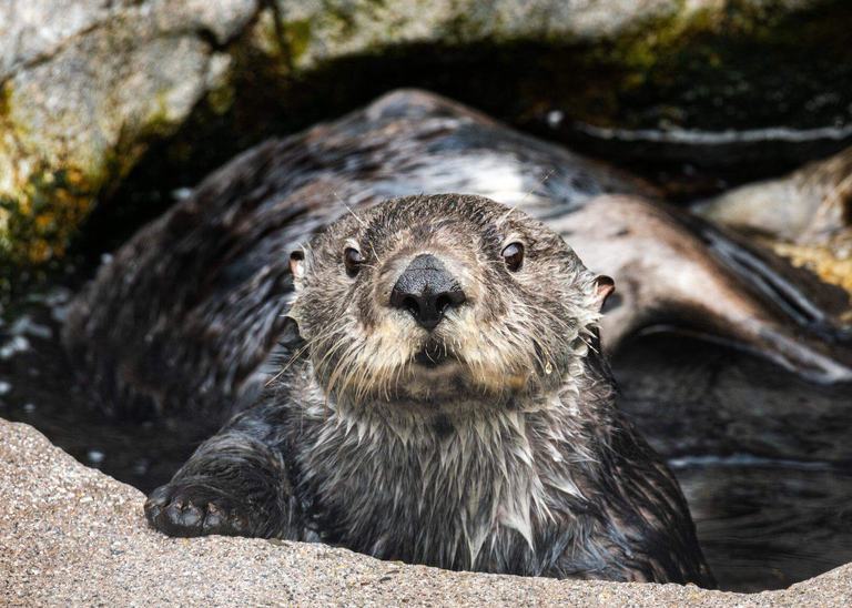 Two sea otters peaking out from the water on exhibit