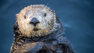 A sea otter floating on its back in calm, blue water while looking at the camera and resting it's paws on it's chest