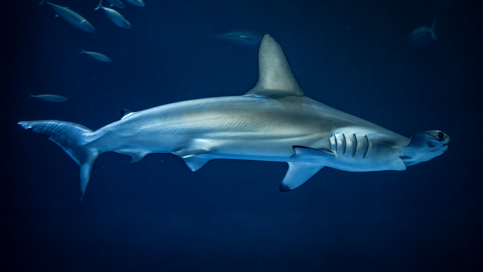 Hammerhead shark swimming in profile against a deep blue background, distinctive head shape visible