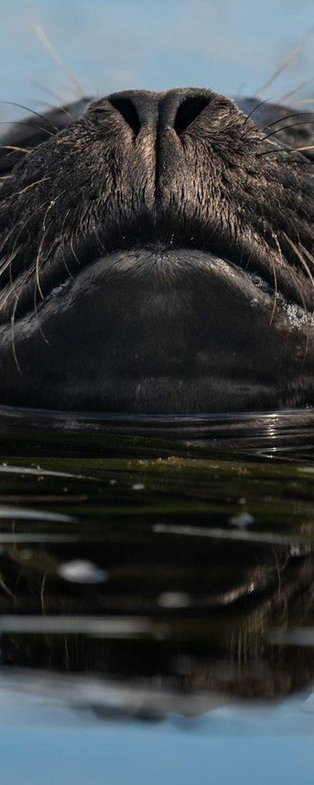 A harbor seal  in Elkhorn Slough