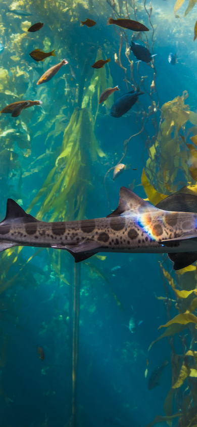 Leopard shark gliding through kelp surrounded by smaller fish in the Kelp Forest exhibit