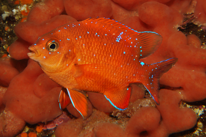 Garibaldi | Animal | Monterey Bay Aquarium