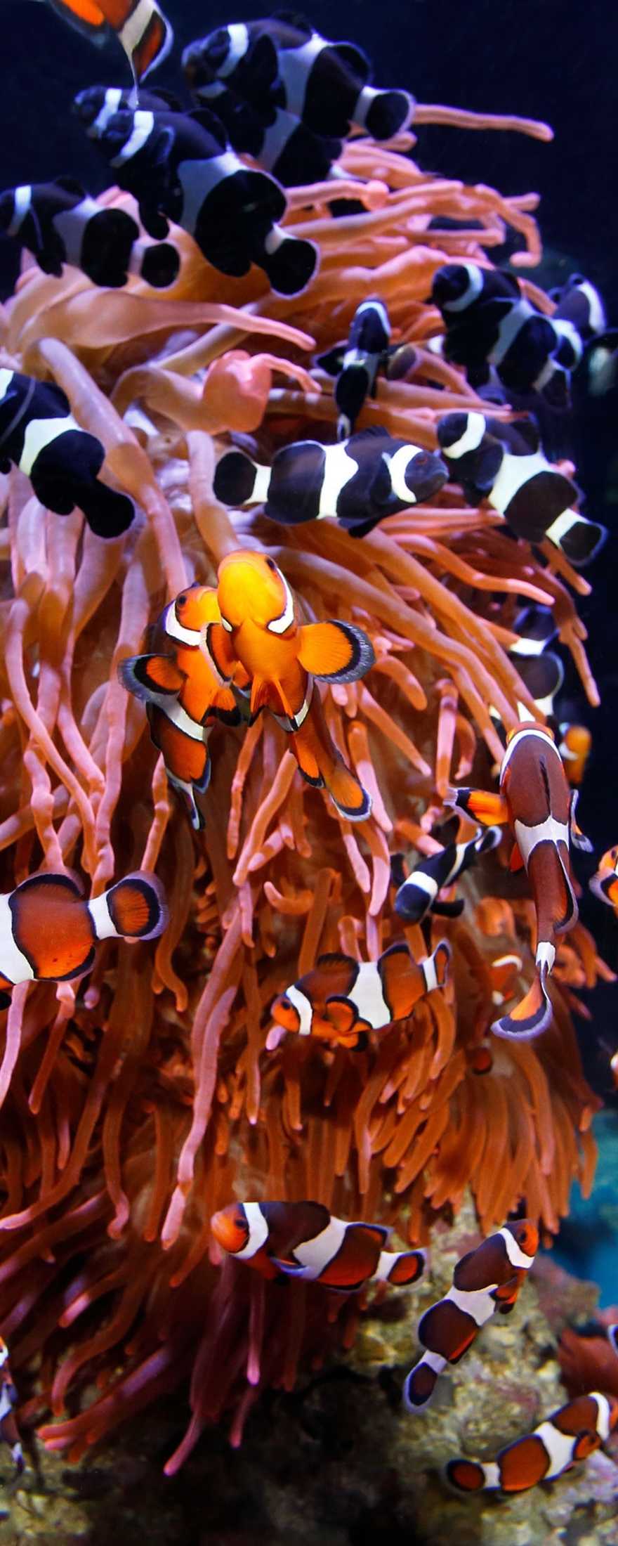 A school of clown fish around an anemone