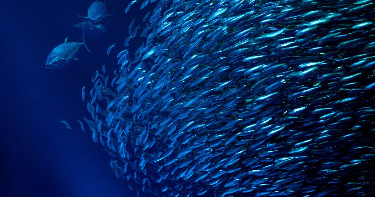 Sardines schooling in deep blue water with yellowfin tuna in the background