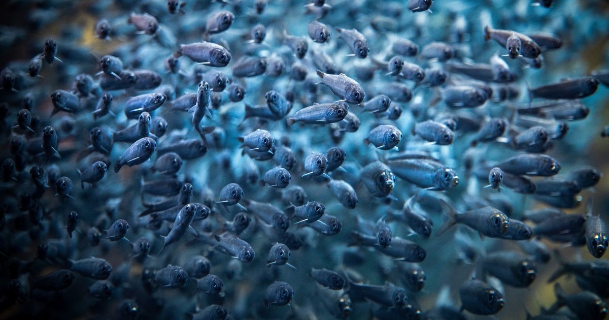 View upclose view of a large school of Northern anchovies in the Kelp Forest exhibit looking straight forward