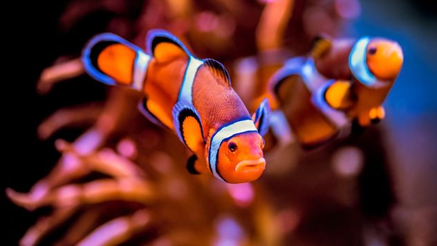 An anemonefish also called a clownfish on exhibit