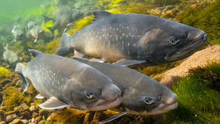 Two arctic char swimming side by side over a rocky riverbed