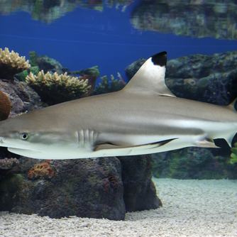Side view of a blacktip reef shark swimming by coral along the sandy seafloor