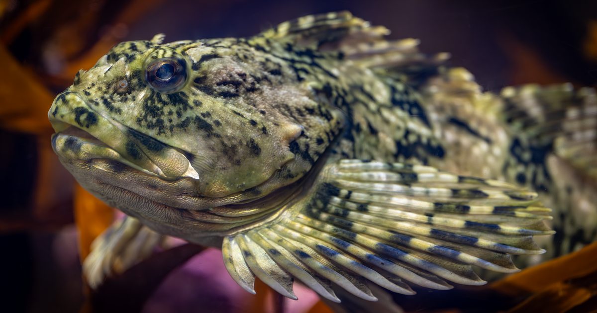 Close-up of a mottled green cabezon fish with large head and spiny fins