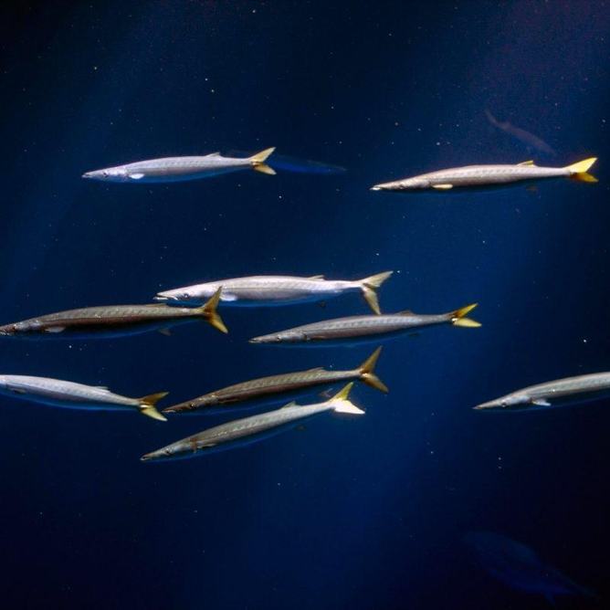 Small group of California barracuda with yellow tails swimming in dark blue water
