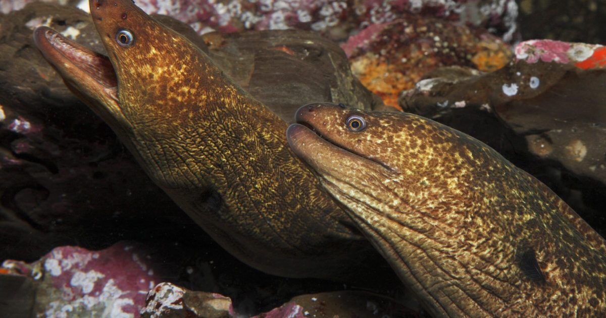 Two California moray eels nestled between rocks