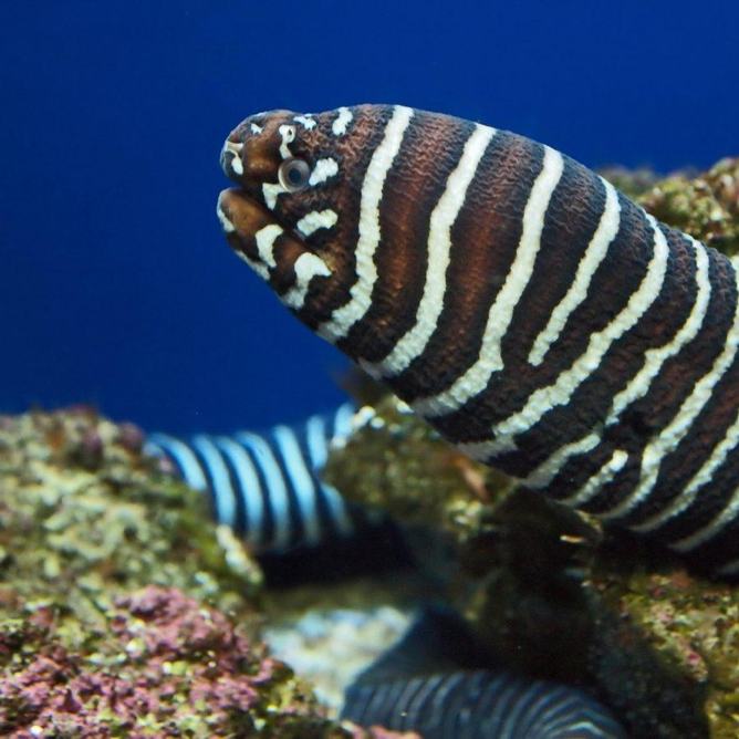 A zebra moray eel protruding from a rock in its exhibit