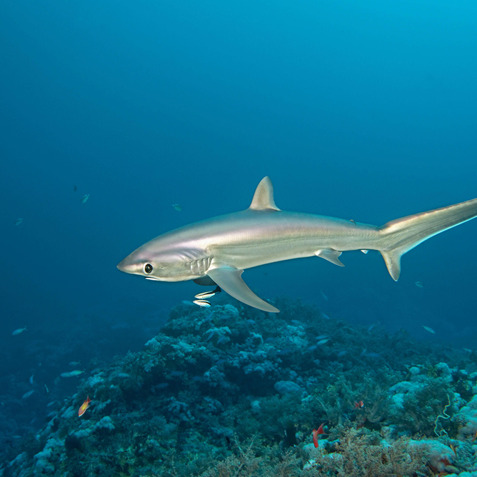 Common thresher shark swimming over a coral reef in clear blue water