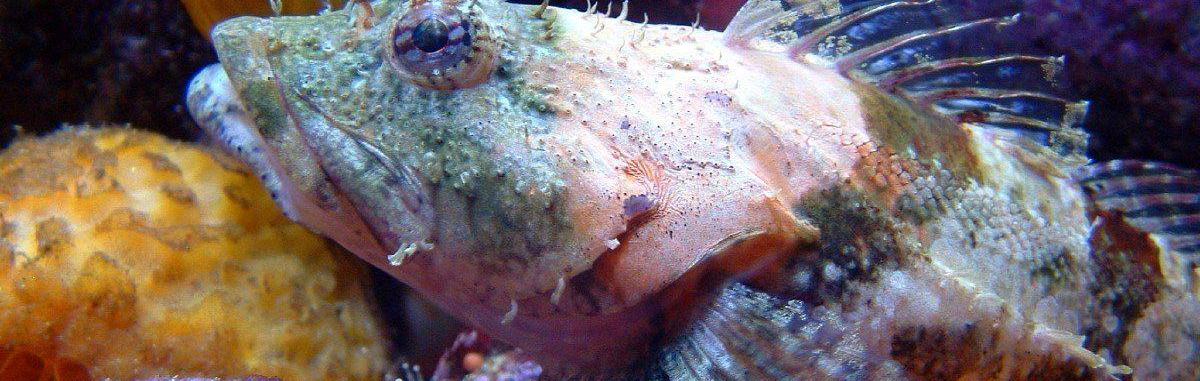 Close-up of a coralline sculpin resting on a bed of coral