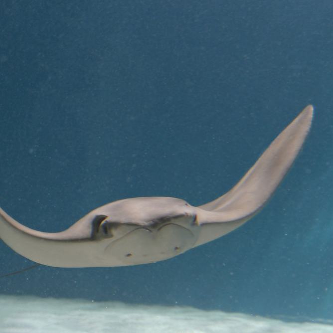 Head-on view of a cownose ray
