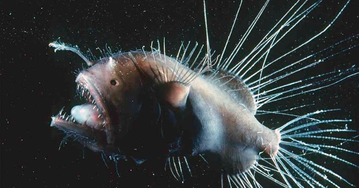 Fanfin anglerfish