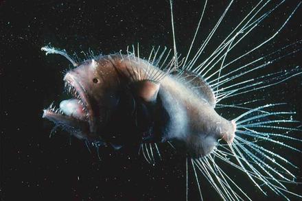Fanfin anglerfish | Monterey Bay Aquarium Fanfin anglerfish | Monterey Bay Aquarium
