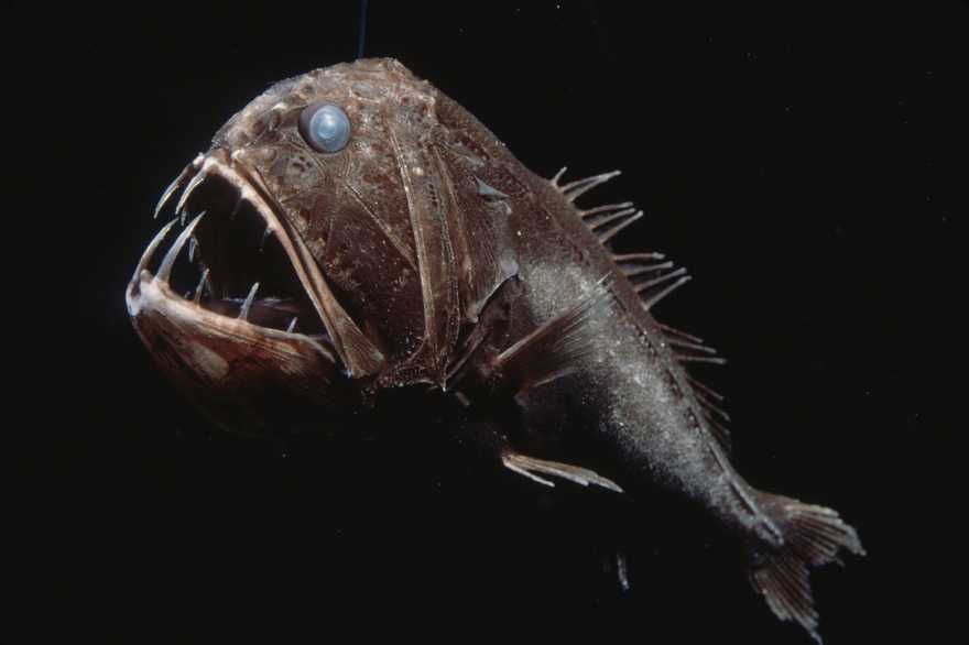 Close-up of a fangtooth fish with wide-open jaw and sharp teeth against black background