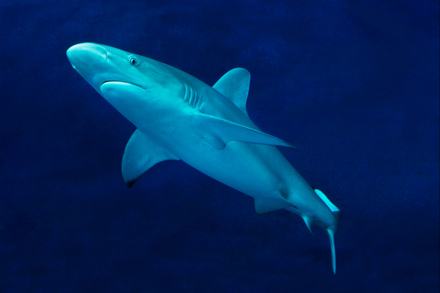 Galapagos shark in Outer Bay exhibit