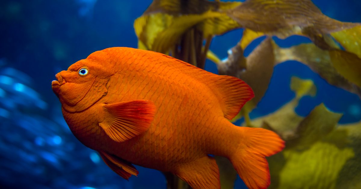 A close up shot of a Garibaldi fish, that is completely orange, in front of kelp