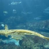 California Halibut in Monterey Bay Habitats Exhibit