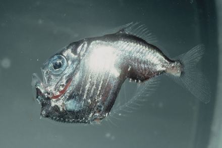 Side view of a hatchetfish