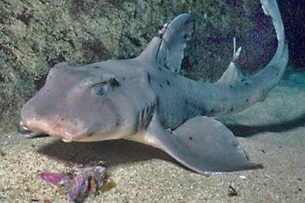 Horned shark close to the bottom of the ocean floor near a large rock