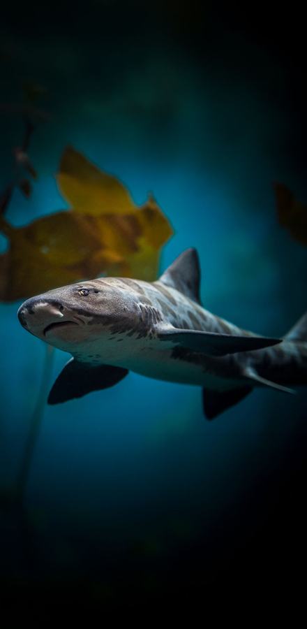 A leopard shark swimming towards the camera with kelp fronds in the background