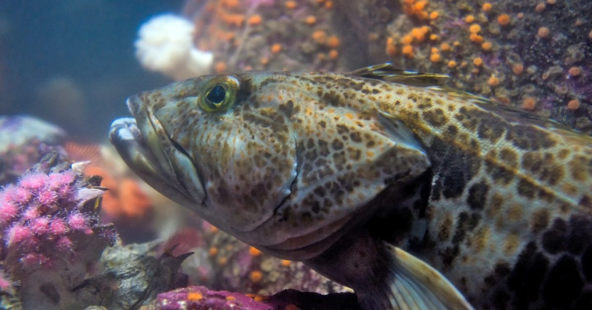 Close-up of a lingcod swimming beside coral-covered rocks