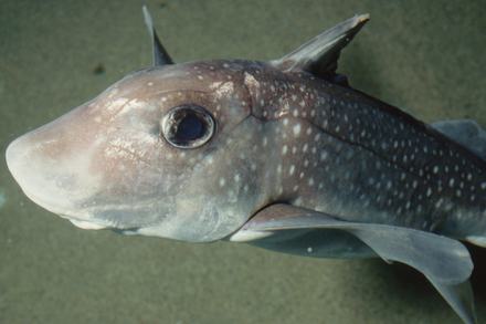 Spotted Ratfish