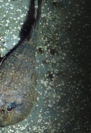 Overhead view of a northern clingfish clinging to a rock surface in shallow water
