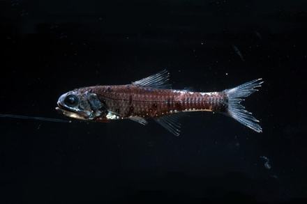 Side profile of a deep-sea northern lampfish with large eyes and bioluminescent spots against black