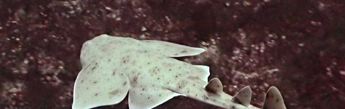 Pacific angel shark swimming away