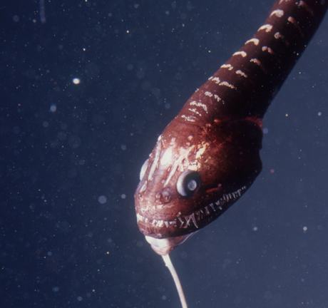 Close-up of a Pacific blackdragon