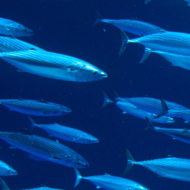 A school of Pacific bonito swimming
