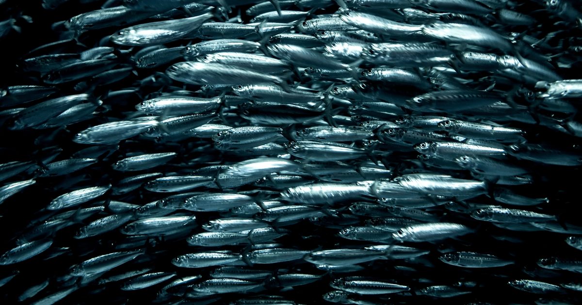 Pacific sardines