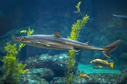 Pacific Spiny dogfish