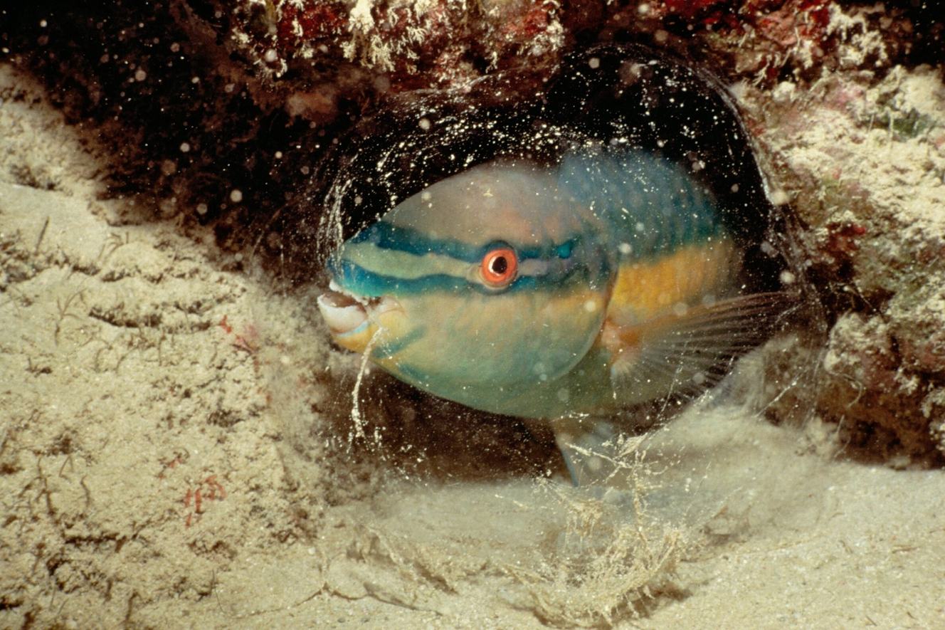 Mucus, slime and snot | Monterey Bay Aquarium