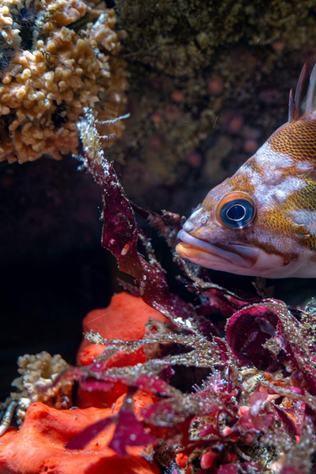 A Copper rockfish hides amongst the crevices of rocks and strawberry anemones in the rocky shore