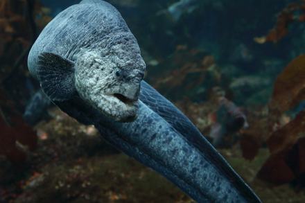 Wolf eel