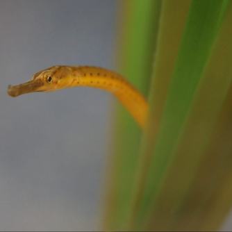 Bay pipefish in eelgrass