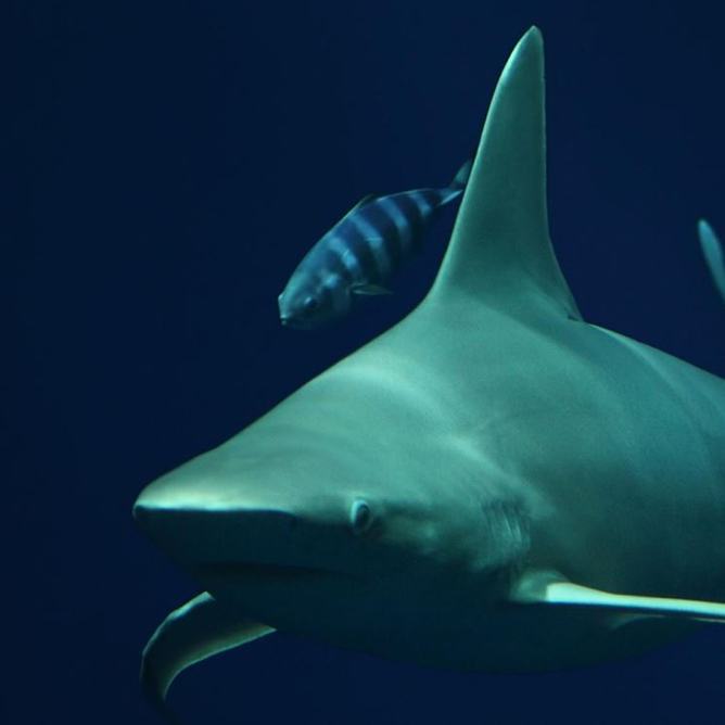 Sandbar shark swimming in dark water